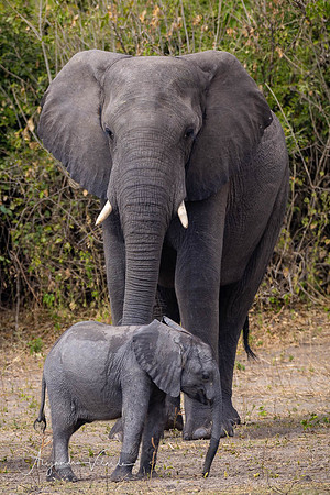 Chobe Natl. Park