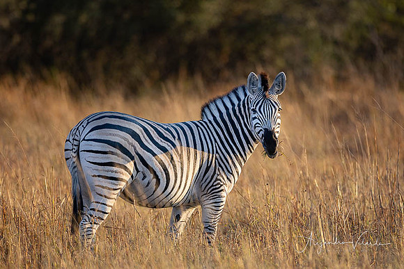 Savuti Natl. Park