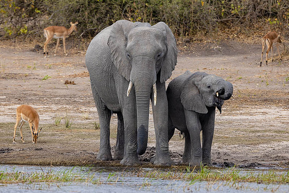 Chobe Natl. Park