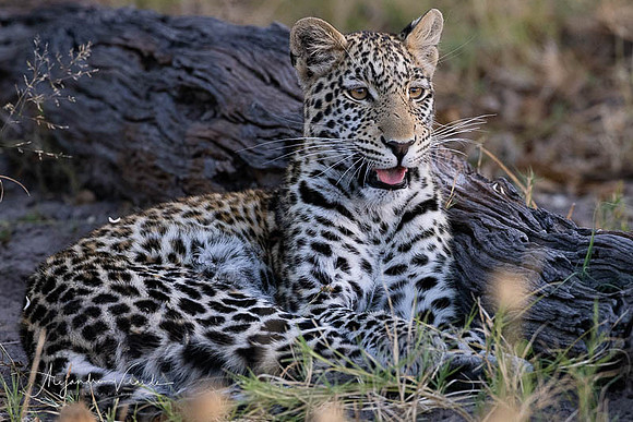Savuti Natl. Park