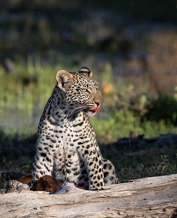 Moremi Game Reserve