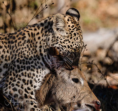 Moremi Game Reserve