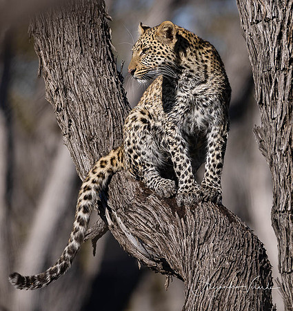 Moremi Game Reserve