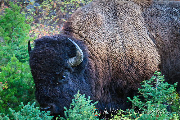 Bison bull  - Yellowstone