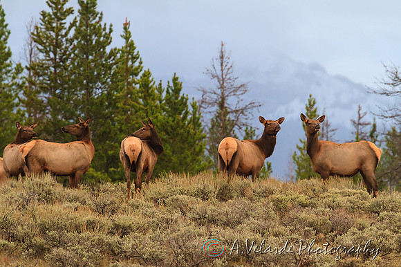Elk cows -  Yellowstone