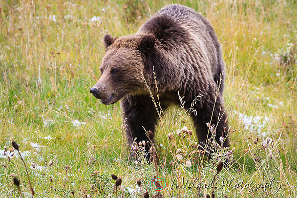Grizzly Bear  - Yellowstone