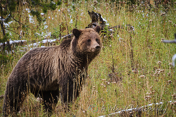 Grizzly Bear  - Yellowstone