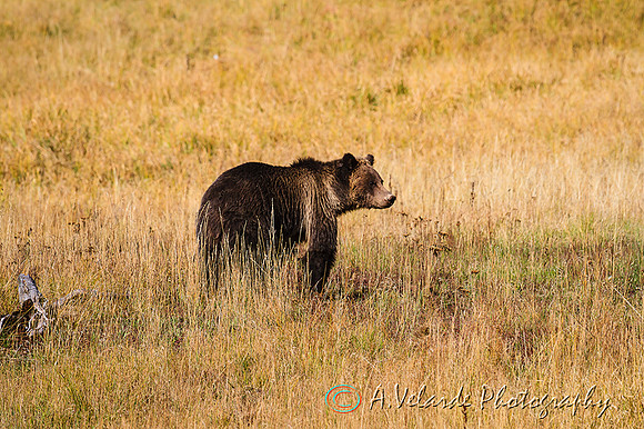 Grizzly Bear  - Yellowstone