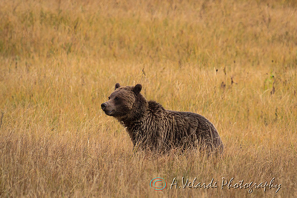 Grizzly Bear  - Yellowstone