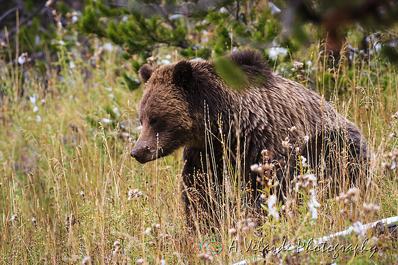 Grizzly Bear  - Yellowstone