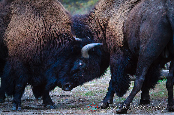 Bison bull  fight- Yellowstone