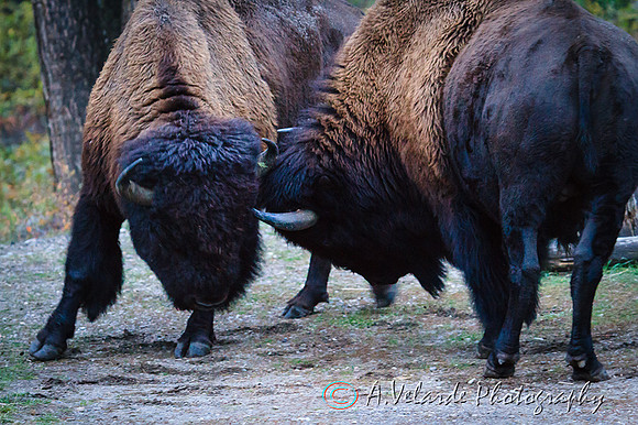 Bison bull  fight- Yellowstone