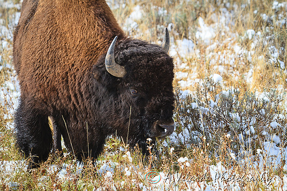 Bison bull - Grand Teton