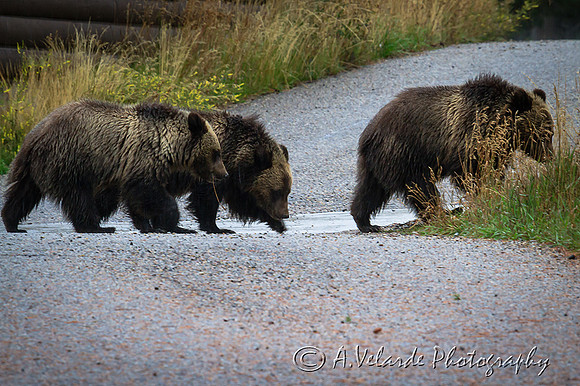 Grizzly Bear cubs - Grand Teton
