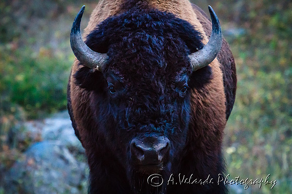 Bison bull  - Yellowstone