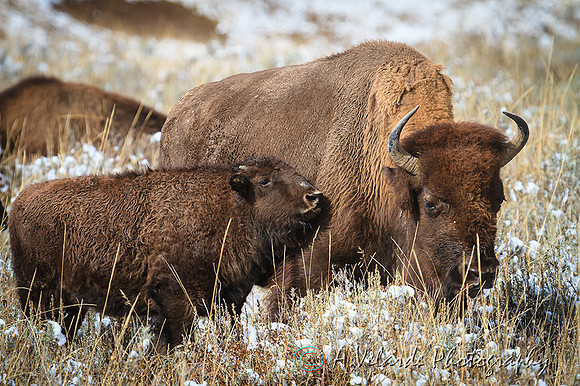 Bison and calf - Great Teton