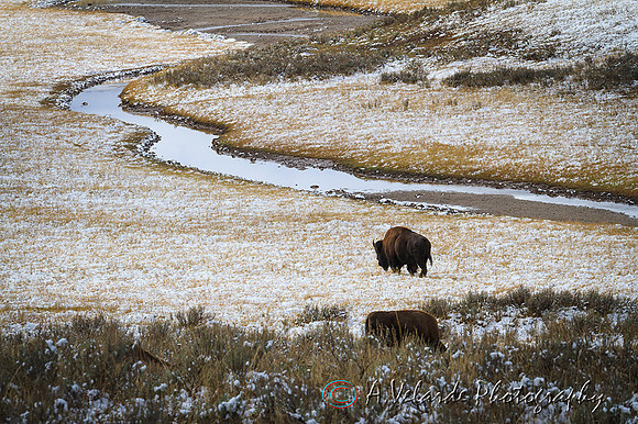 Bison bull & Sneak River - Grand Teton