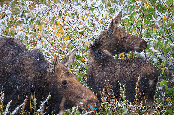 Moose & calf - Grand Teton