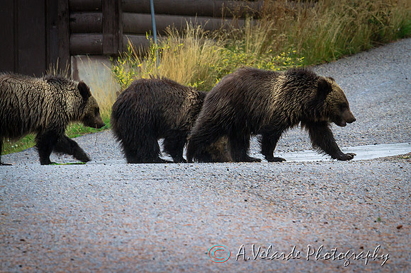 Grizzly Bear cubs - Grand Teton