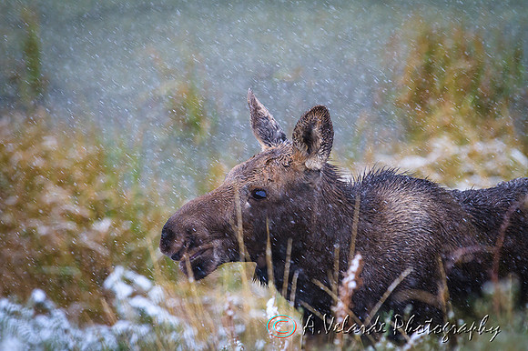 Moose calf - Grand Teton