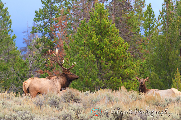 Elk bull and cow -  Yellowstone