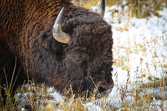 Bison bull - Grand Teton