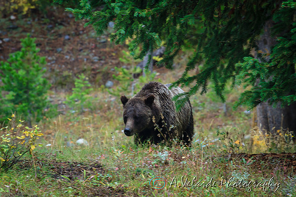 Grizzly Bear - Grand Teton