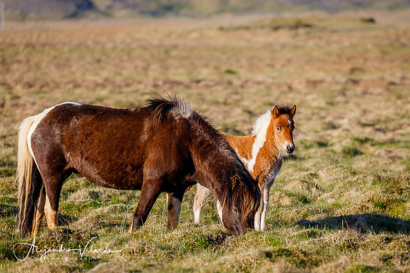 Icelandic Horse