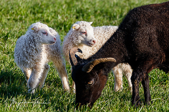 Sheep