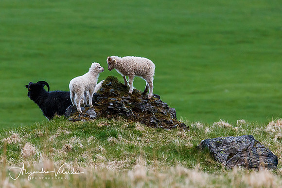 Sheep