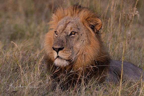 Savuti Natl. Park