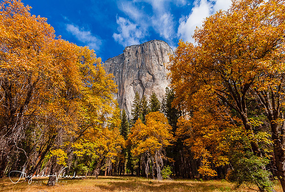El Capitan Meadow - Yosemite National Park
