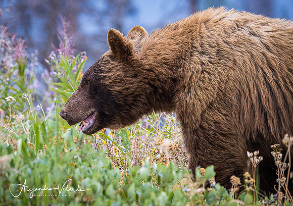 Grizzly Bear