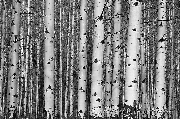 Aspen Trees - Banff, Canada