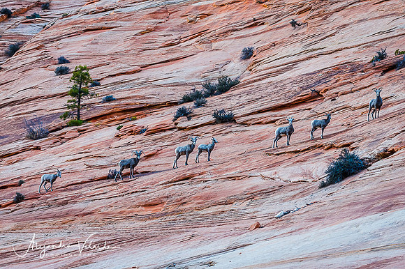 Big Horn Sheep - Zion Natl. Park