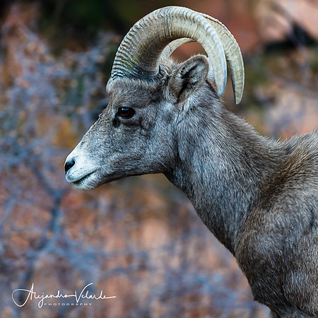 Big Horn Sheep - Zion Natl. Park