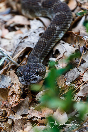Rattle Snake, Hetch Hetchy