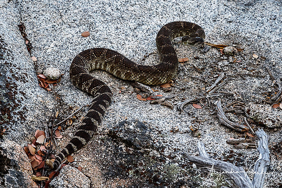 Rattle Snake, Hetch Hetchy