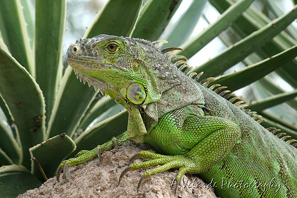 Green Iguana - Florida