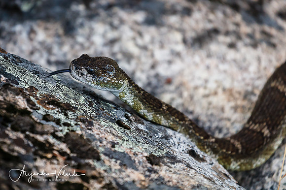 Rattle Snake, Hetch Hetchy