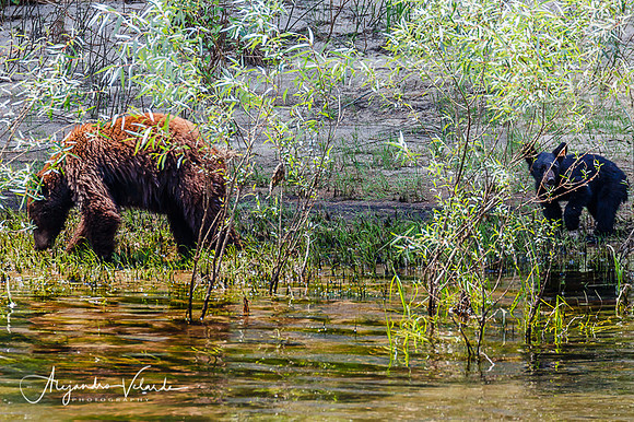Black bear & cub, Yosemite Natl. Park