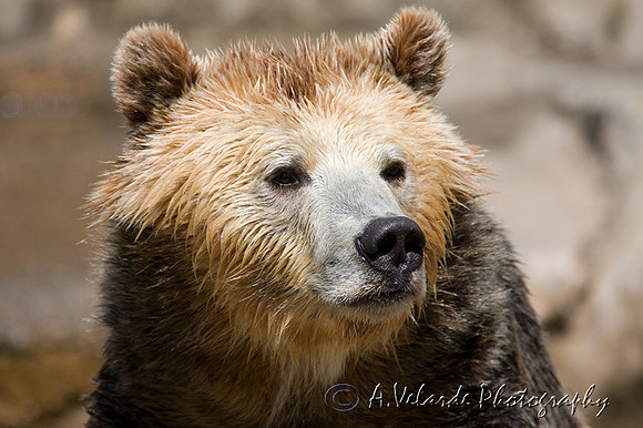 Grizzly Bear, SF Zoo