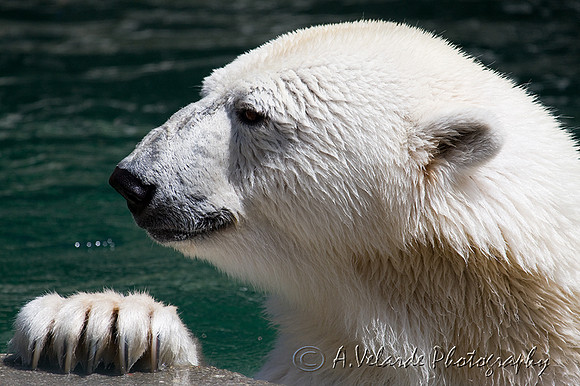 Polar Bear, SF Zoo