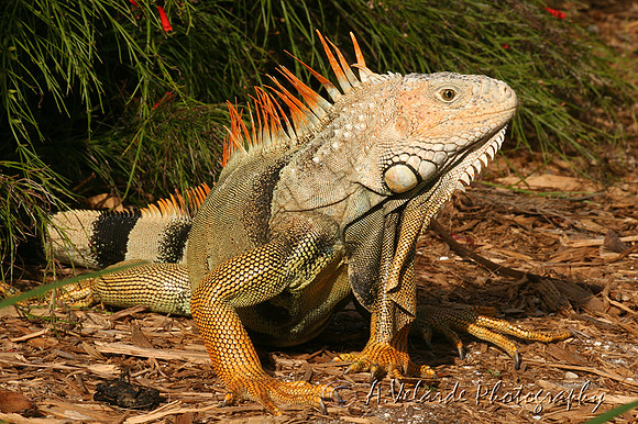Iguana - Florida