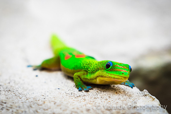 Hawaiian Gecko