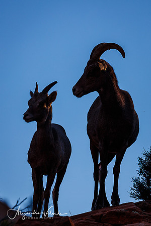 Big Horn Sheep - Zion Natl. Park