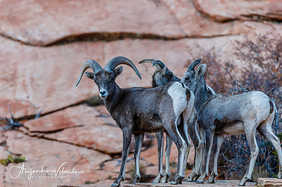 Big Horn Sheep - Zion Natl. Park