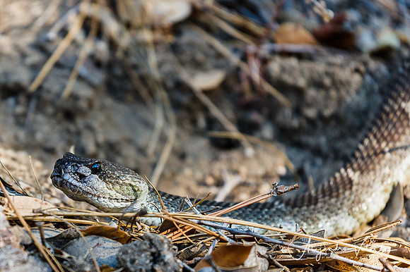 Rattle Snake, Hetch Hetchy
